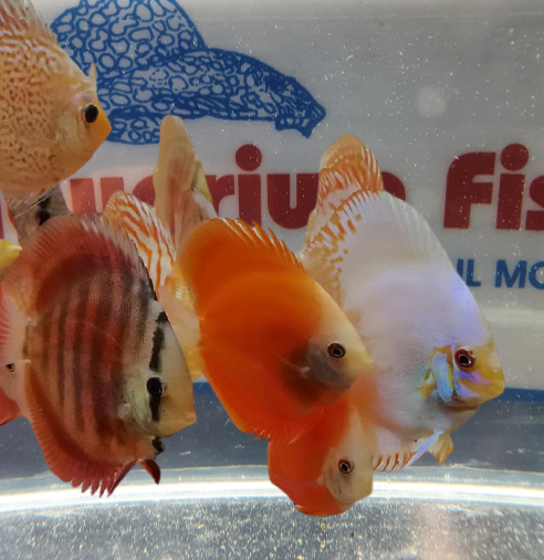 DISCUS COLORI ASSORTITI  7/8 CM - VEDI OFFERTA X 6 PESCI
