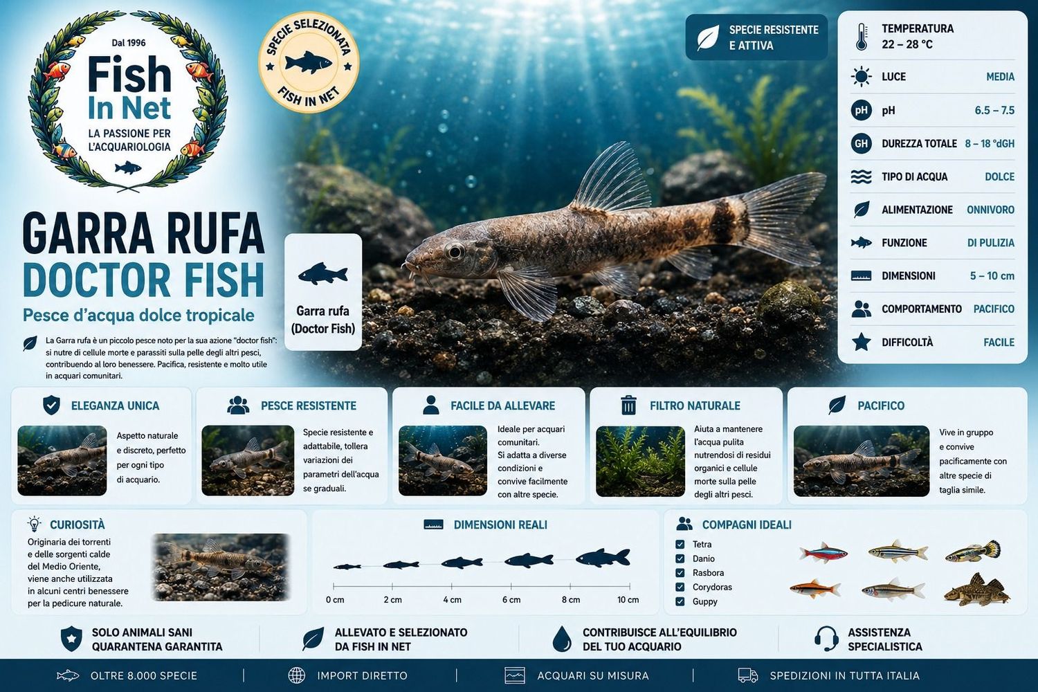 GARRA RUFA DOCTOR FISH GARRA RUFA DOCTOR FISH