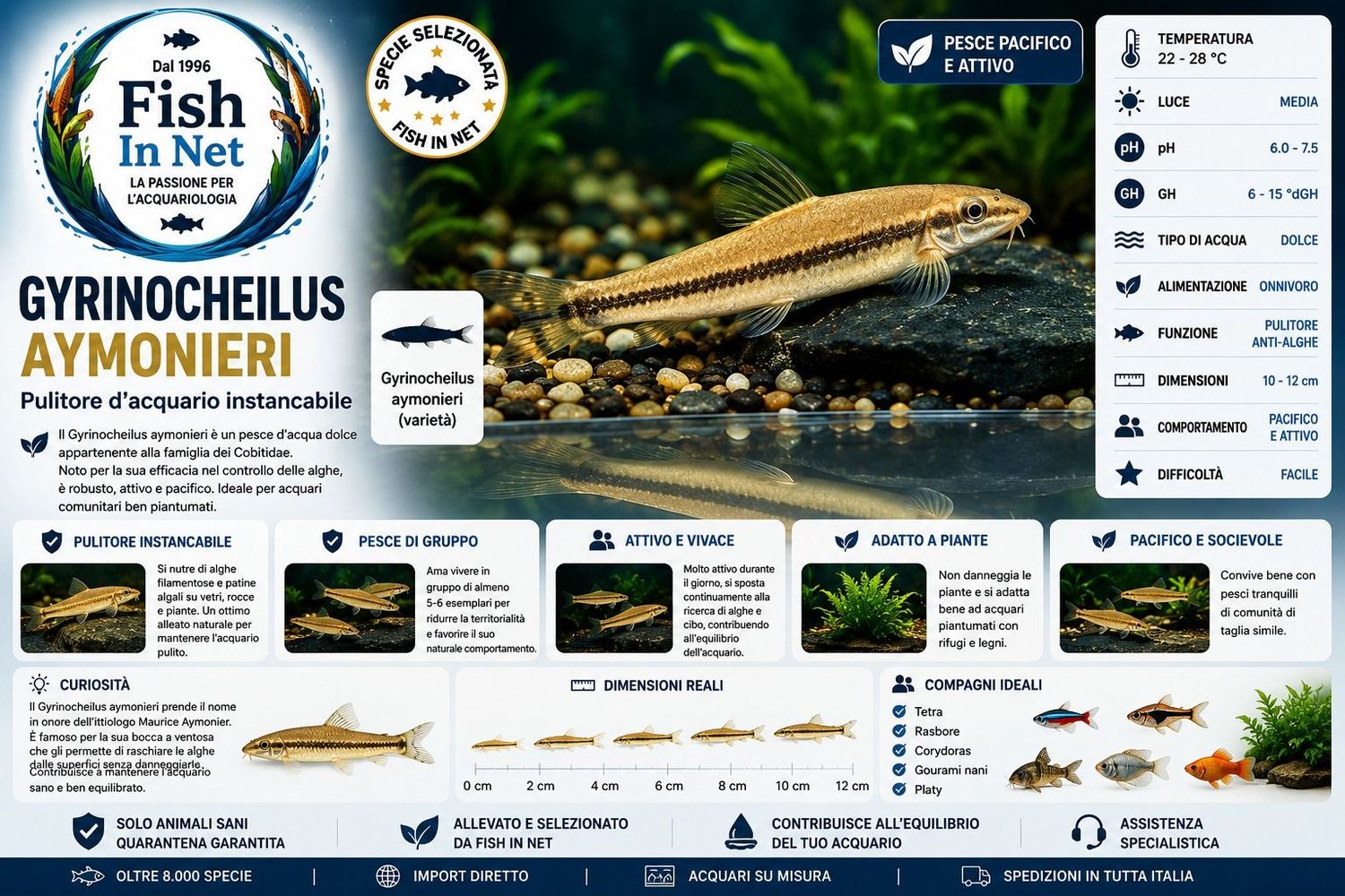 GYRINOCHEILUS AYMONIERI GYRINOCHEILUS AYMONIERI