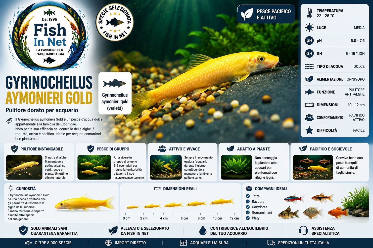 GYRINOCHEILUS AYMONIERI GOLD GYRINOCHEILUS AYMONIERI GOLD