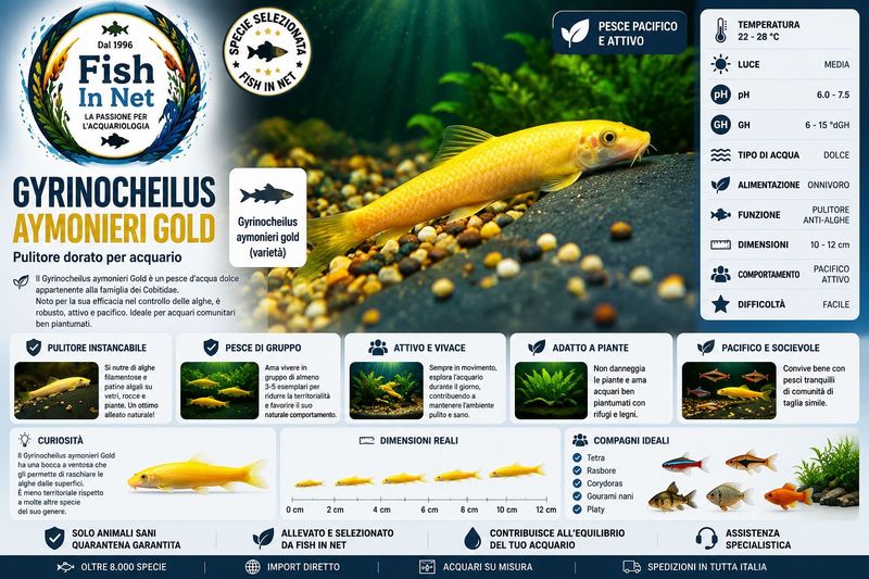 GYRINOCHEILUS AYMONIERI GOLD