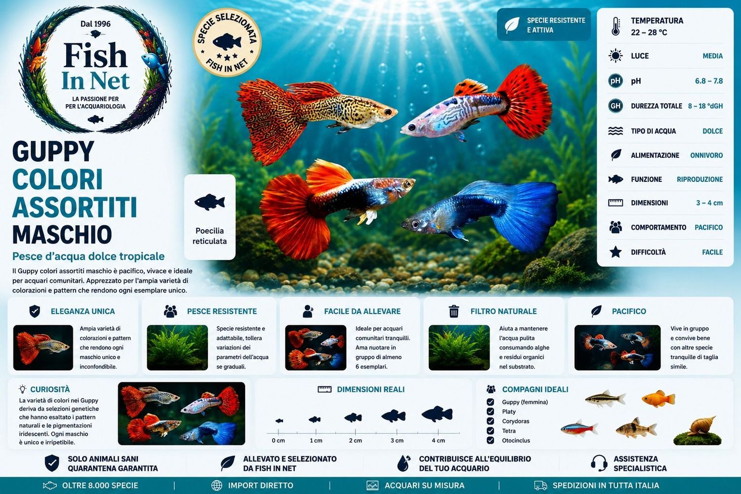 GUPPY MASCHIO COLORI ASSORTITI - VERY NICE!!!! GUPPY MASCHIO COLORI ASSORTITI - VERY NICE!!!!