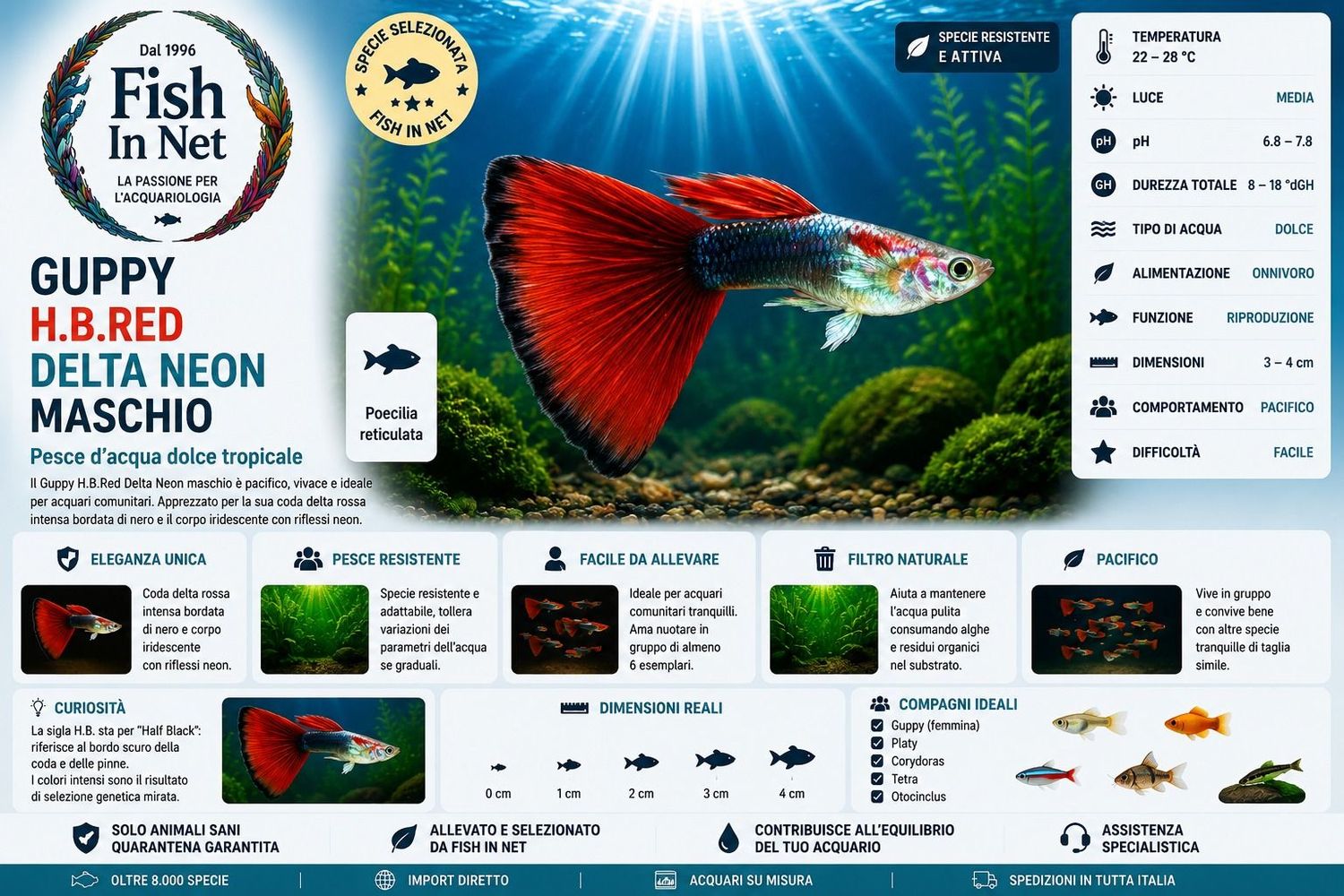 GUPPY MASCHIO H.B.RED DELTA NEON GUPPY MASCHIO H.B.RED DELTA NEON