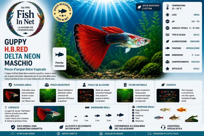 GUPPY MASCHIO H.B.RED DELTA NEON