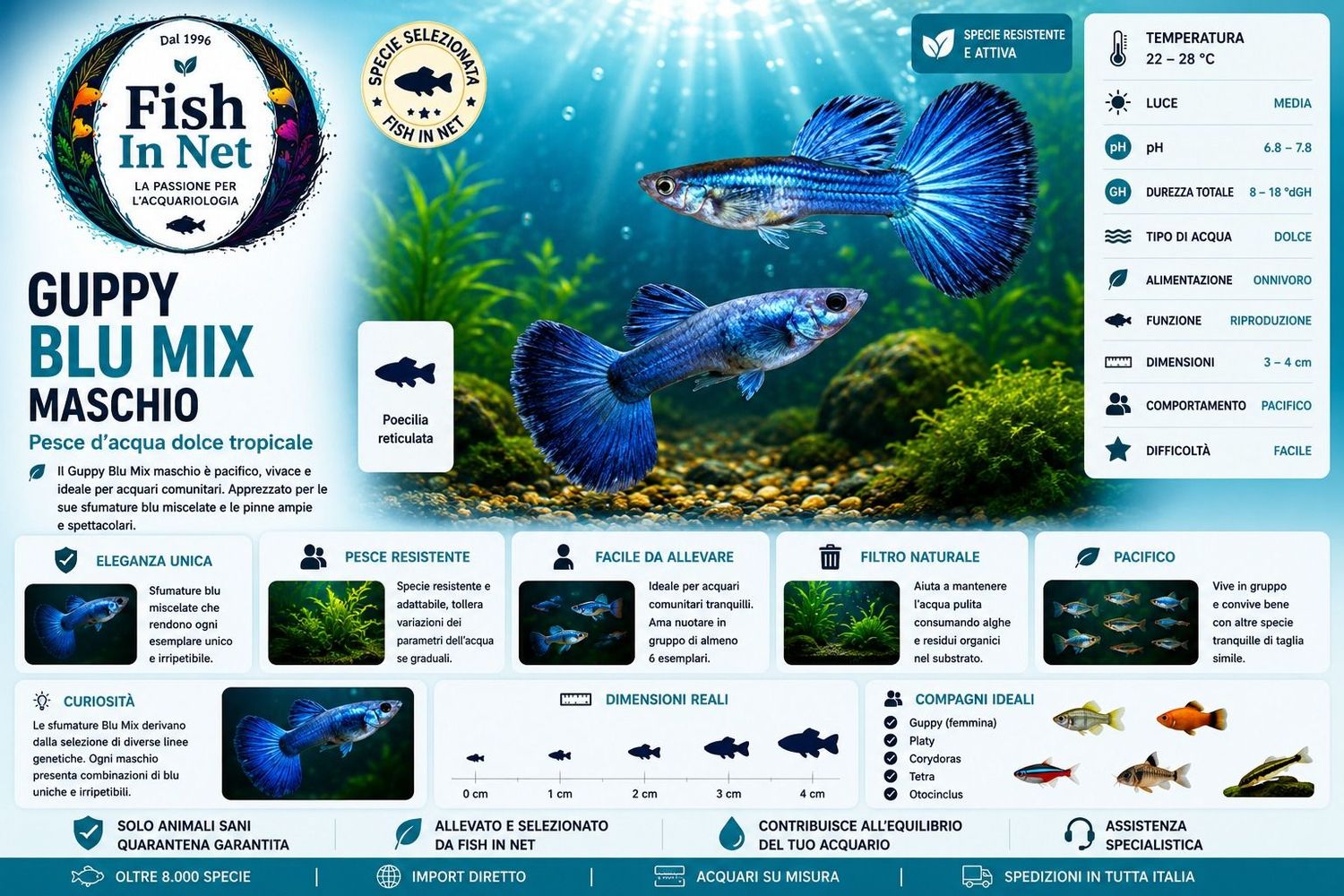 GUPPY BLU MIX MASCHIO GUPPY BLU MIX MASCHIO