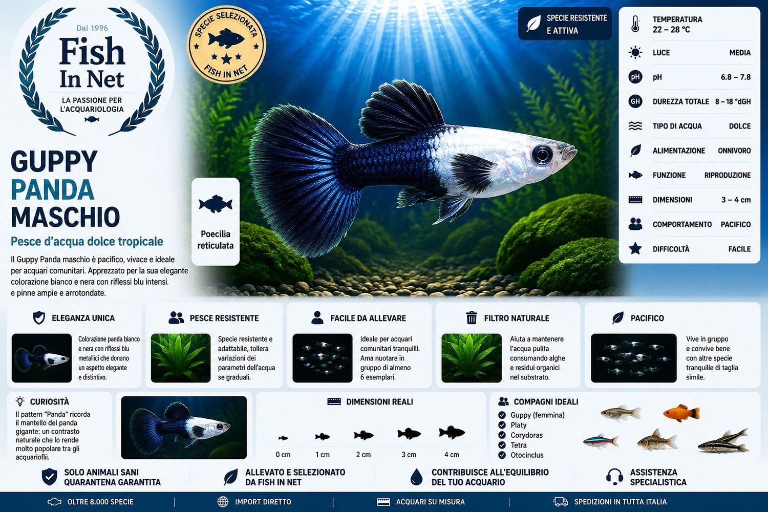 GUPPY MASCHIO PANDA GUPPY MASCHIO PANDA