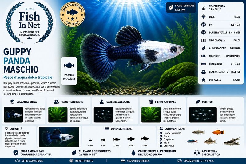 GUPPY MASCHIO PANDA