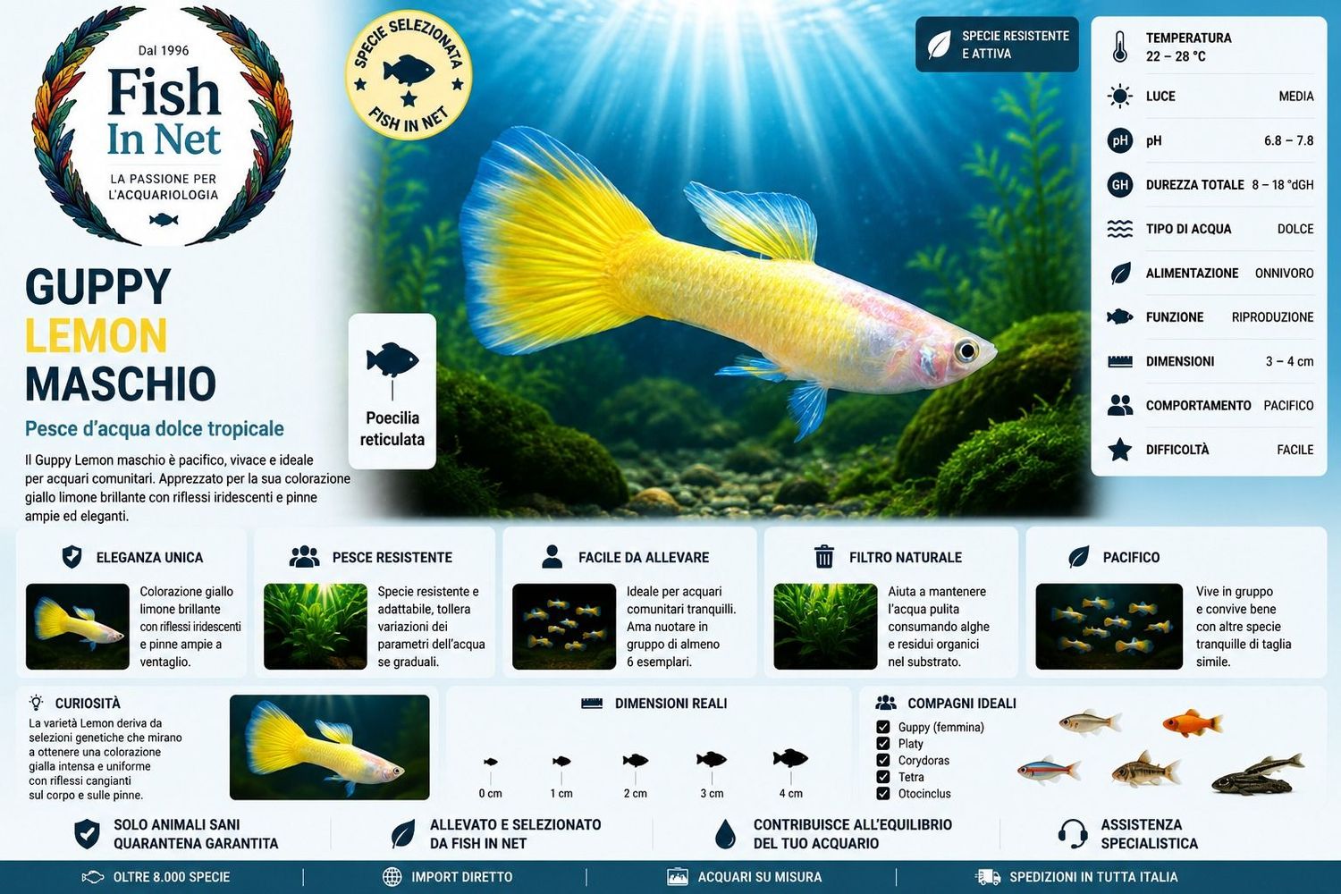GUPPY MASCHIO LEMON GUPPY MASCHIO LEMON