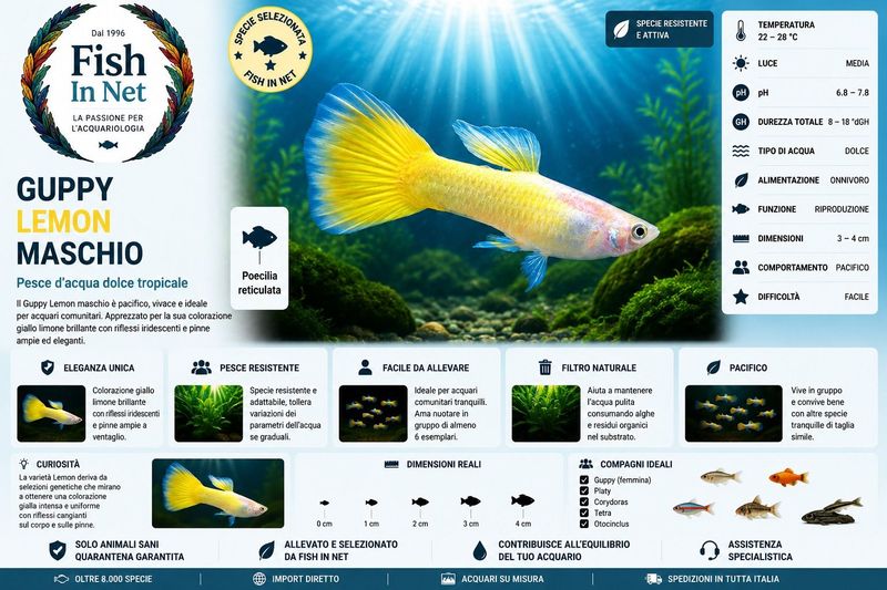 GUPPY MASCHIO LEMON