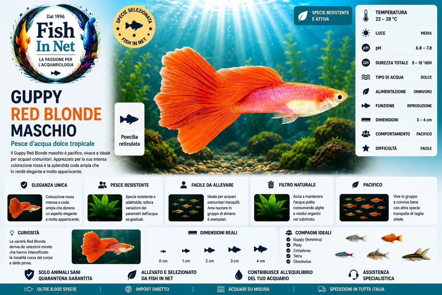 GUPPY MASCHIO RED BLONDE