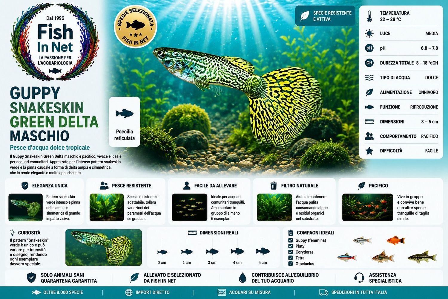 GUPPY MASCHIO SNAKESKIN GREEN DELTA GUPPY MASCHIO SNAKESKIN GREEN DELTA