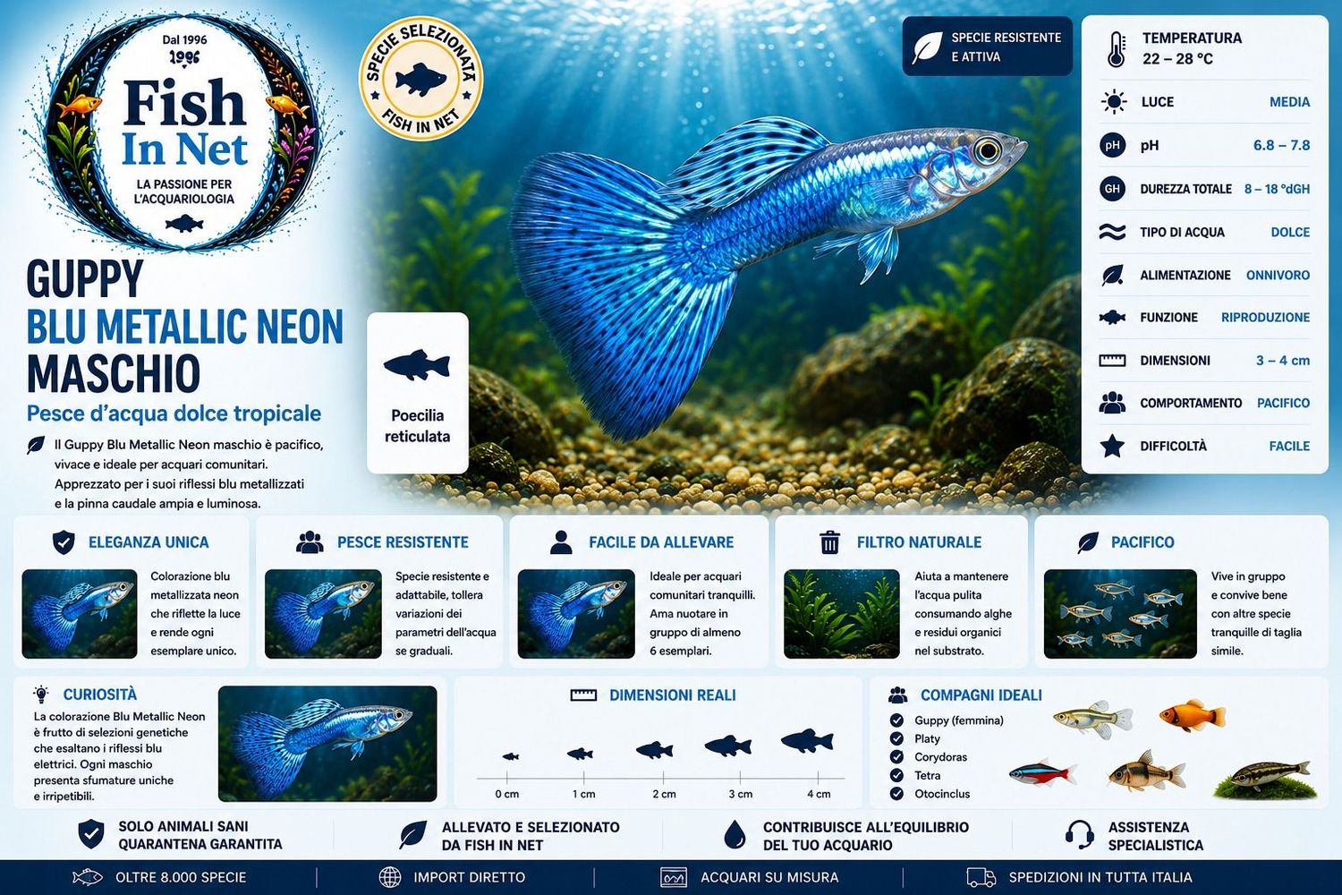 GUPPY BLU METALLIC NEON MASCHIO