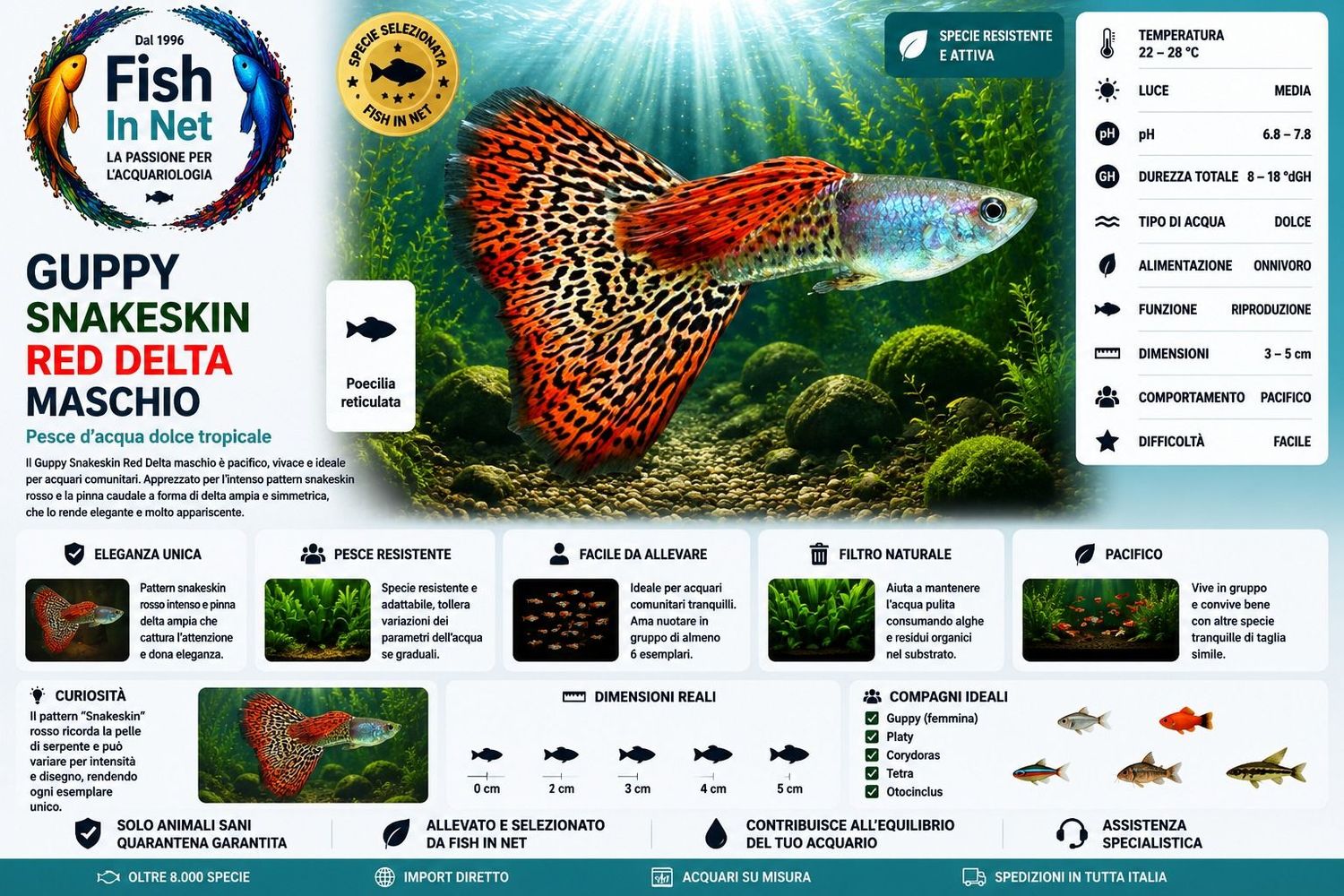 GUPPY MASCHIO SNAKESKIN RED DELTA GUPPY MASCHIO SNAKESKIN RED DELTA