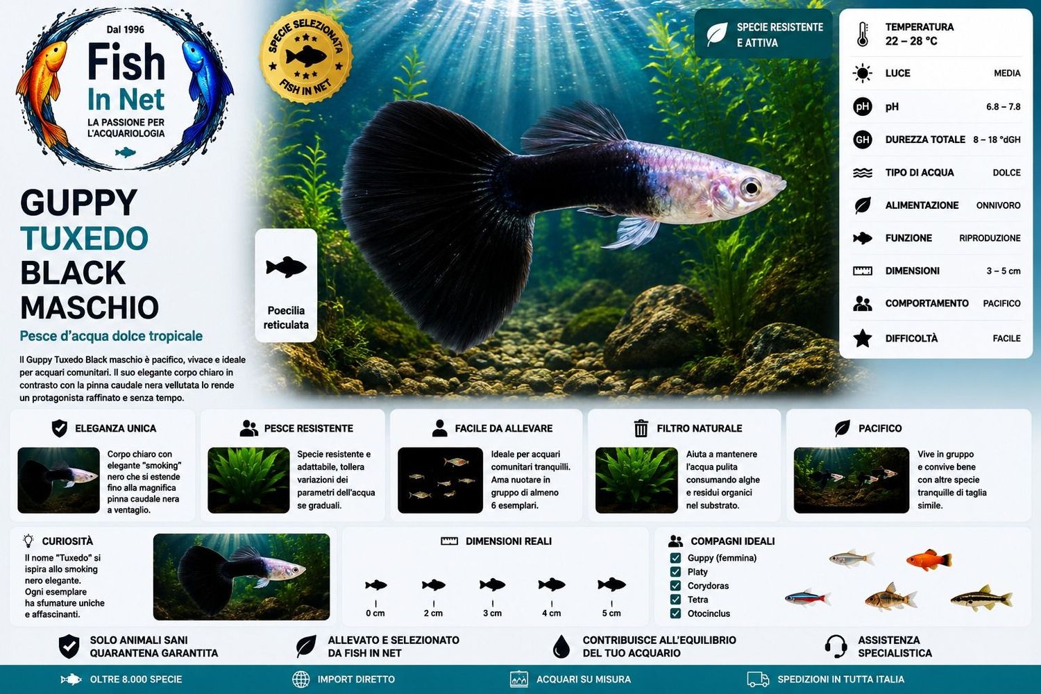 GUPPY MASCHIO TUXEDO BLACK GUPPY MASCHIO TUXEDO BLACK