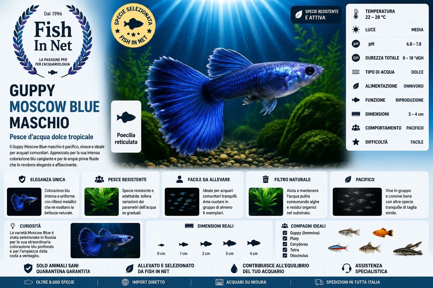 GUPPY MASCHIO MOSCOW BLUE GUPPY MASCHIO MOSCOW BLUE