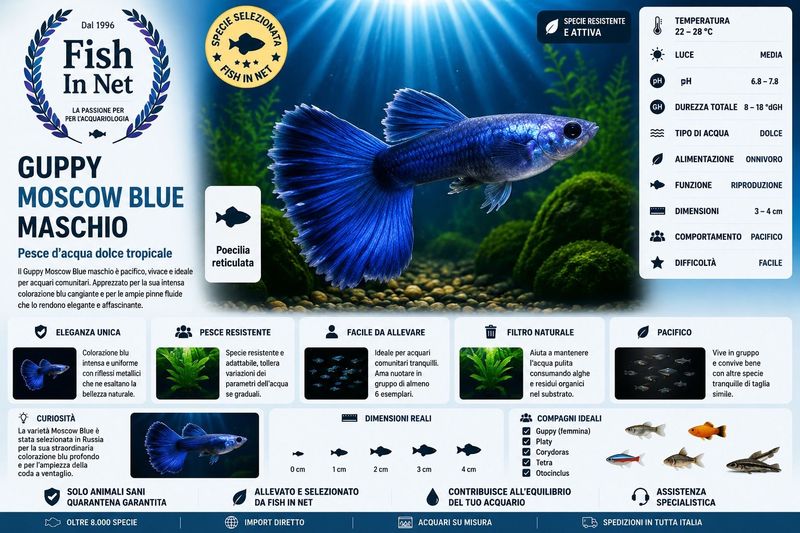 GUPPY MASCHIO MOSCOW BLUE
