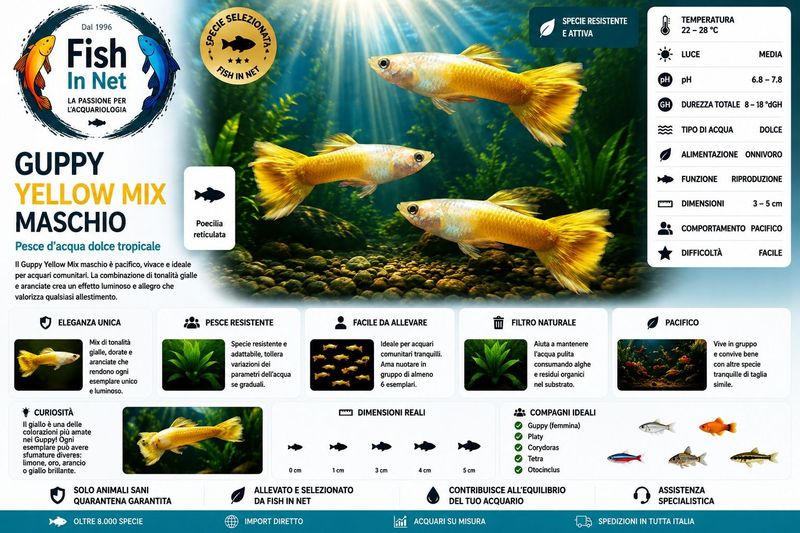 GUPPY MASCHIO YELLOW MIX