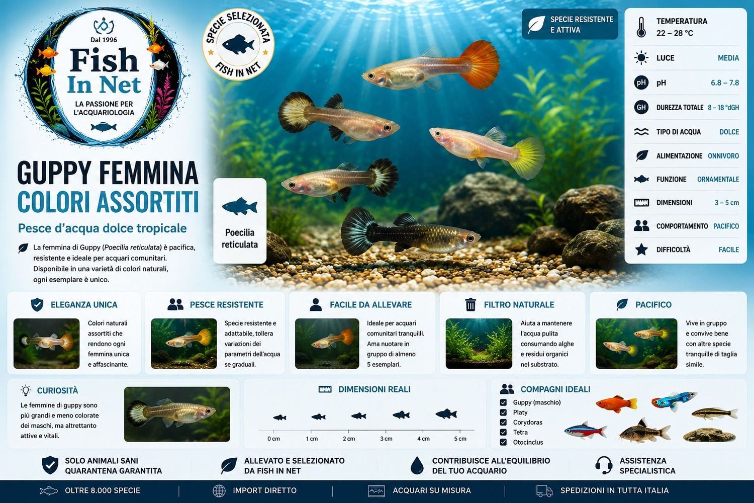 GUPPY FEMMINA COLORI ASSORTITI md GUPPY FEMMINA COLORI ASSORTITI md