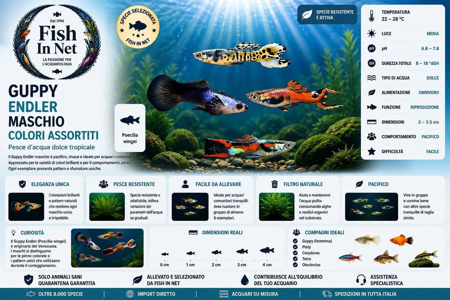 GUPPY MASCHIO ENDLER COLORI ASSORTITI GUPPY MASCHIO ENDLER COLORI ASSORTITI