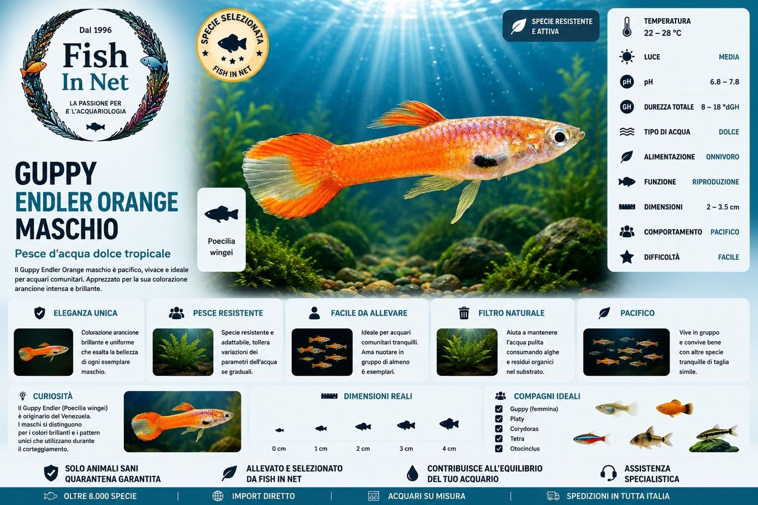 GUPPY MASCHIO ENDLER ORANGE GUPPY MASCHIO ENDLER ORANGE