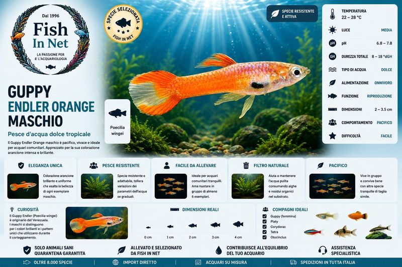 GUPPY MASCHIO ENDLER ORANGE