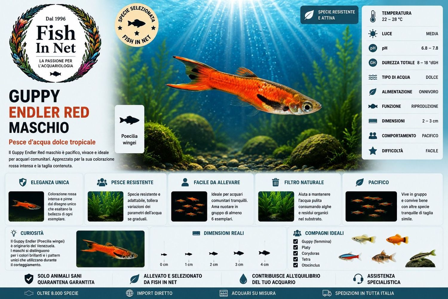 GUPPY MASCHIO ENDLER RED GUPPY MASCHIO ENDLER RED