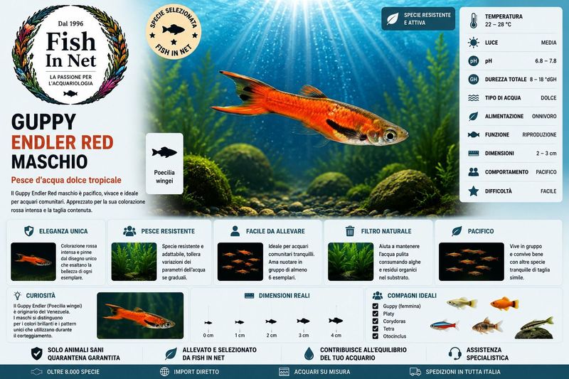 GUPPY MASCHIO ENDLER RED