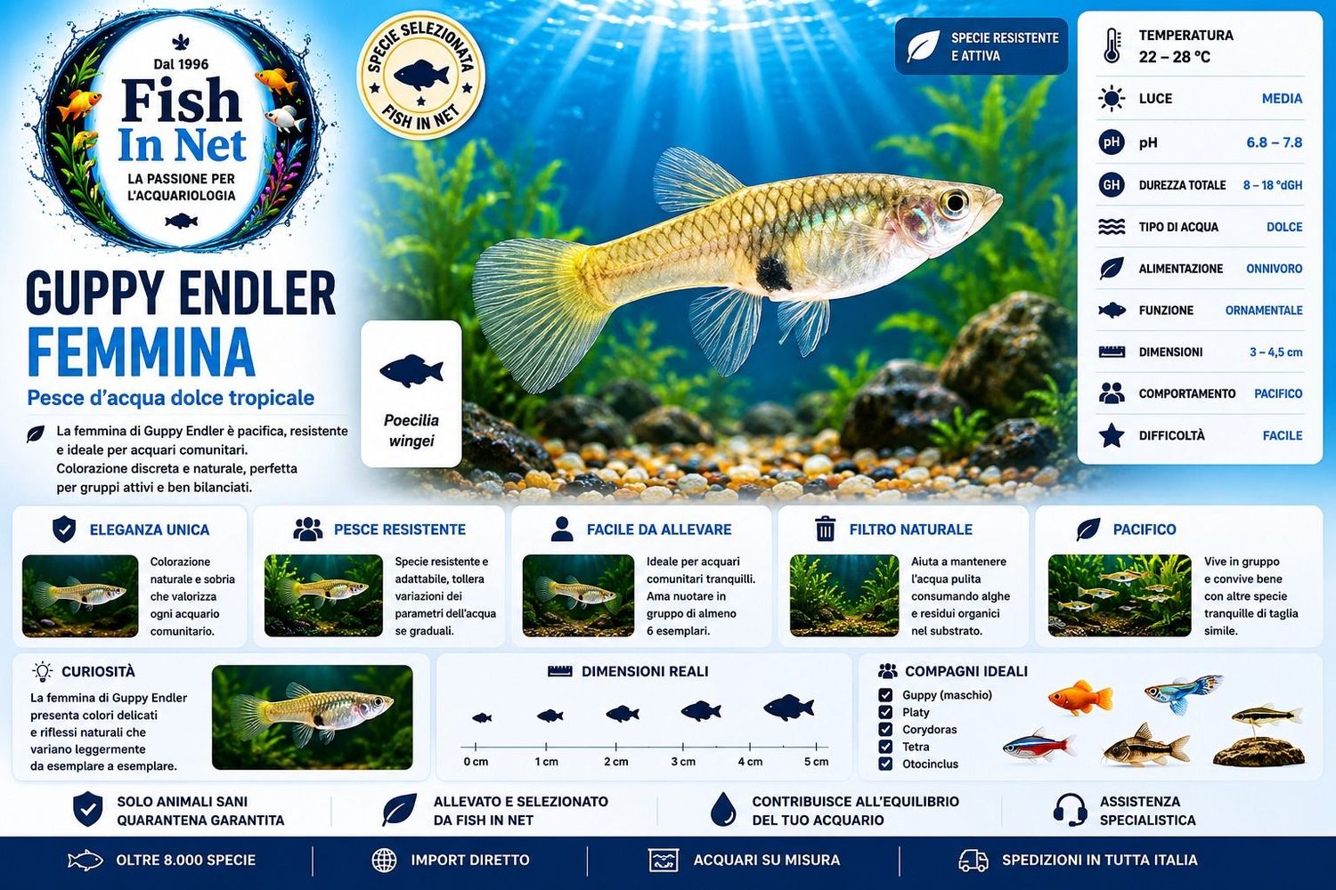 GUPPY FEMMINA ENDLER GUPPY FEMMINA ENDLER