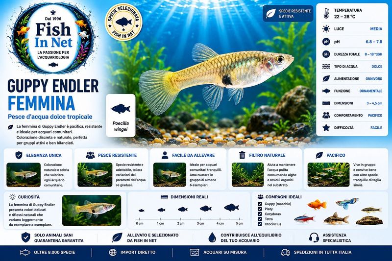 GUPPY FEMMINA ENDLER