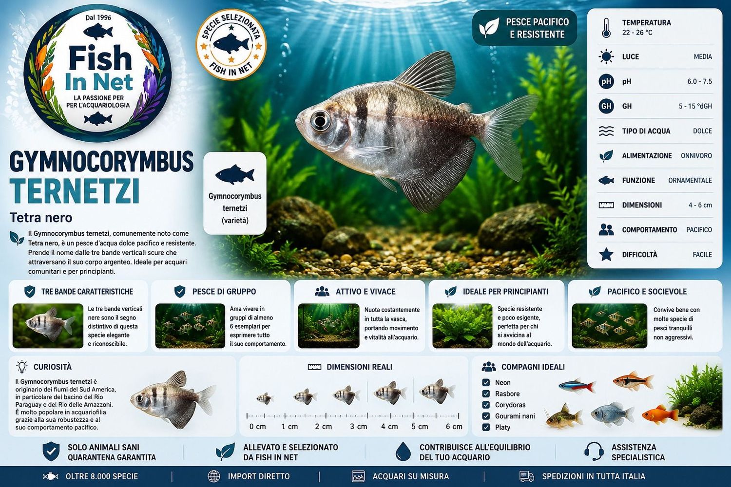 GYMNOCORYMBUS TERNETZI MD GYMNOCORYMBUS TERNETZI MD