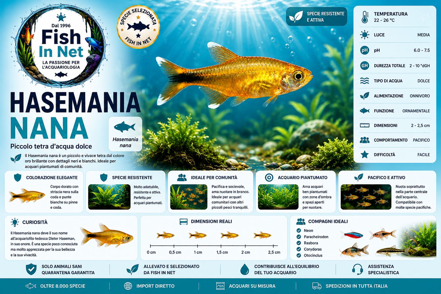 HASEMANIA NANA