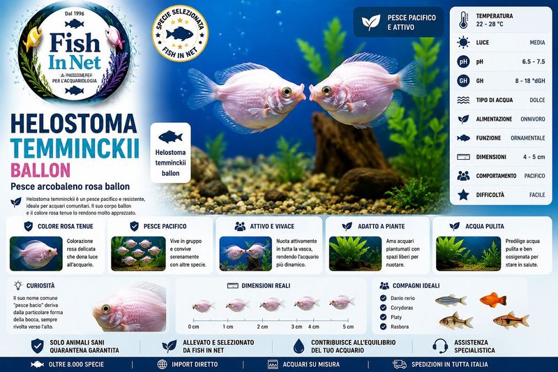 HELOSTOMA TEMMINCKII  BALLON