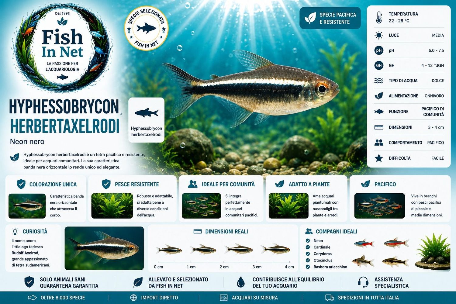 HYPHESSOBRYCON HERBERTAXELRODI (neon nero)