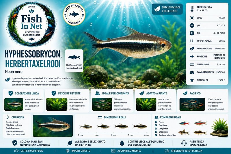 HYPHESSOBRYCON HERBERTAXELRODI (neon nero)