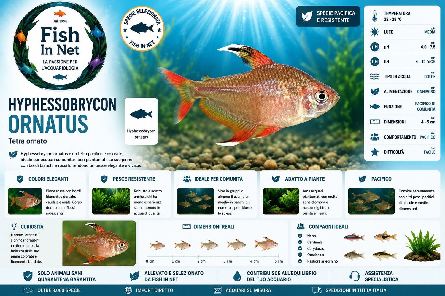 HYPHESSOBRYCON ORNATUS