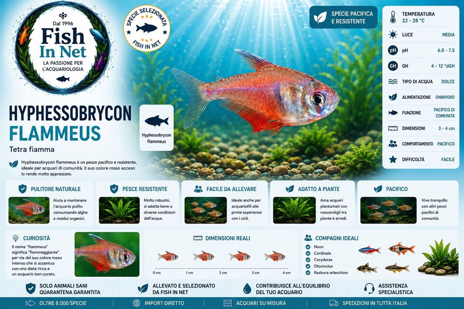 HYPHESSOBRYCON FLAMMEUS