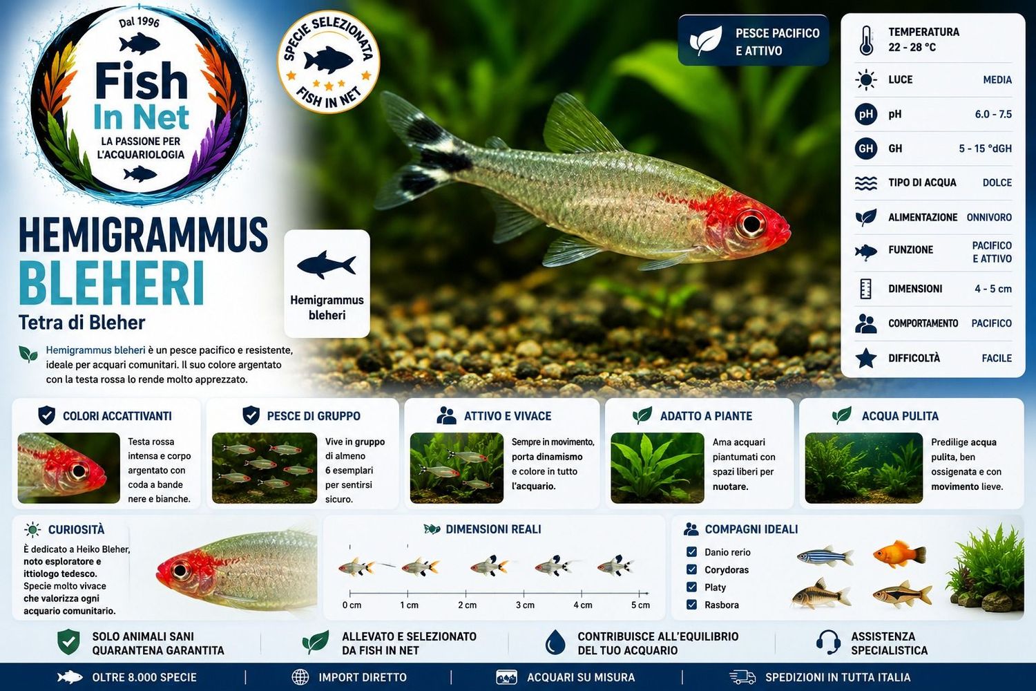 HEMIGRAMMUS BLEHERI HEMIGRAMMUS BLEHERI