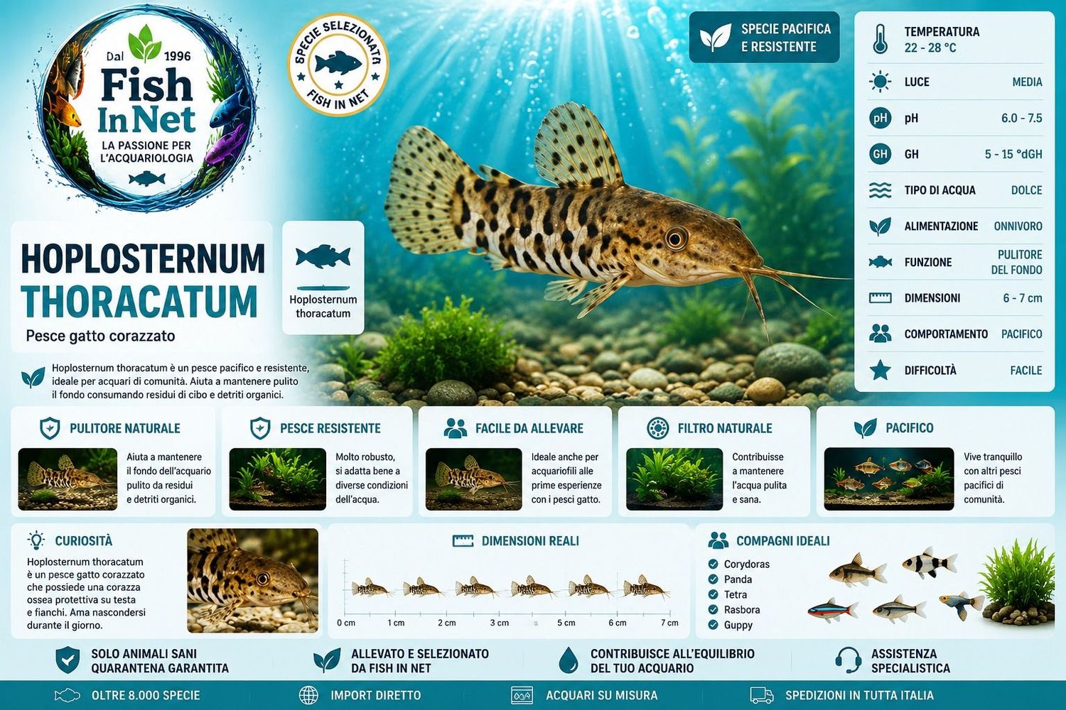 HOPLOSTERNUM THORACATUM L HOPLOSTERNUM THORACATUM L