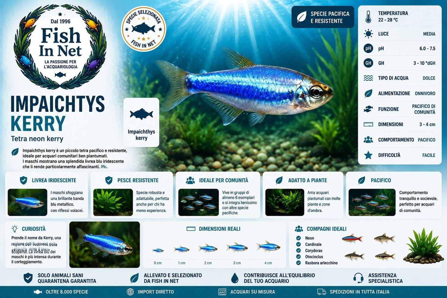 IMPAICHTYS KERRY IMPAICHTYS KERRY