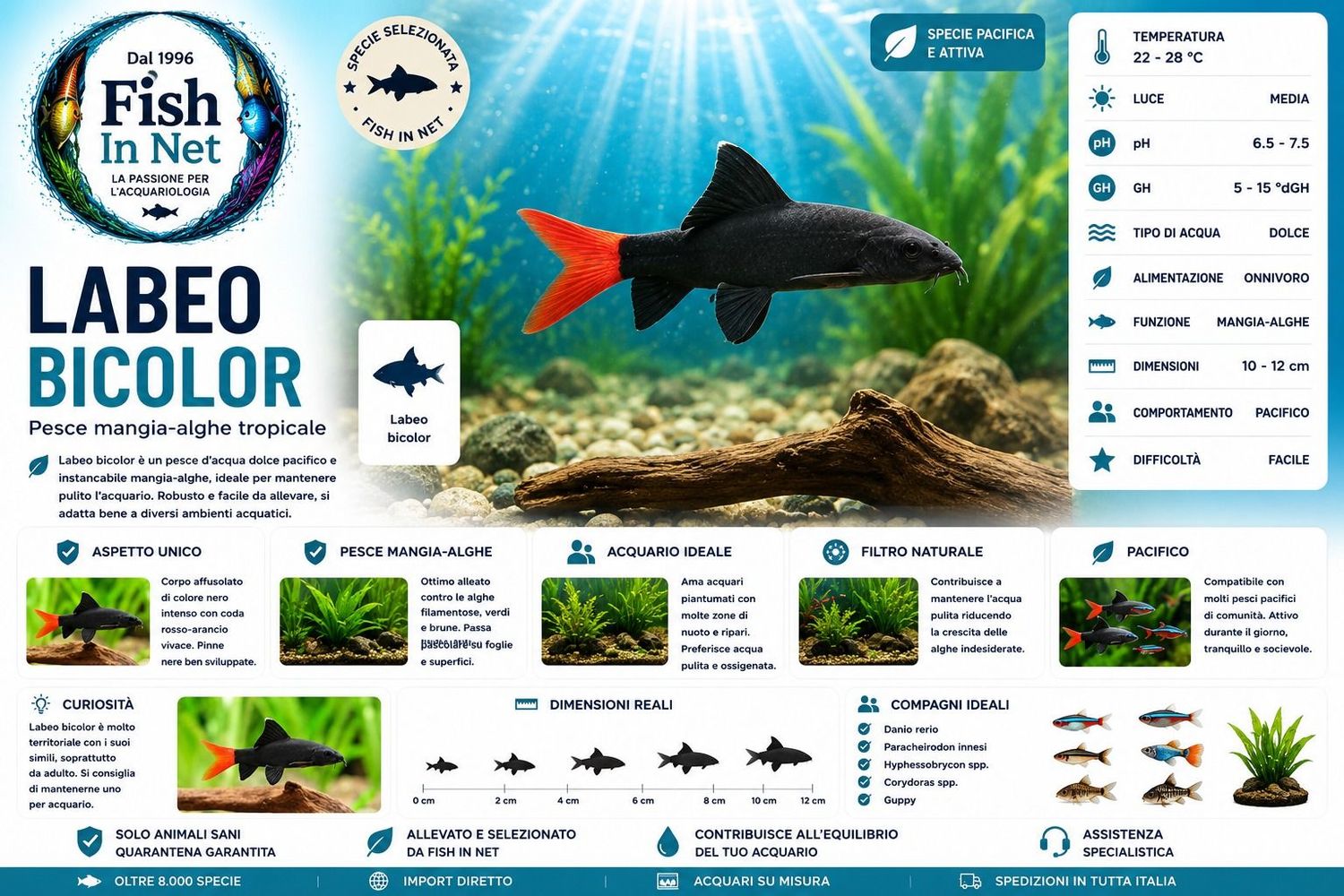 LABEO BICOLOR LABEO BICOLOR