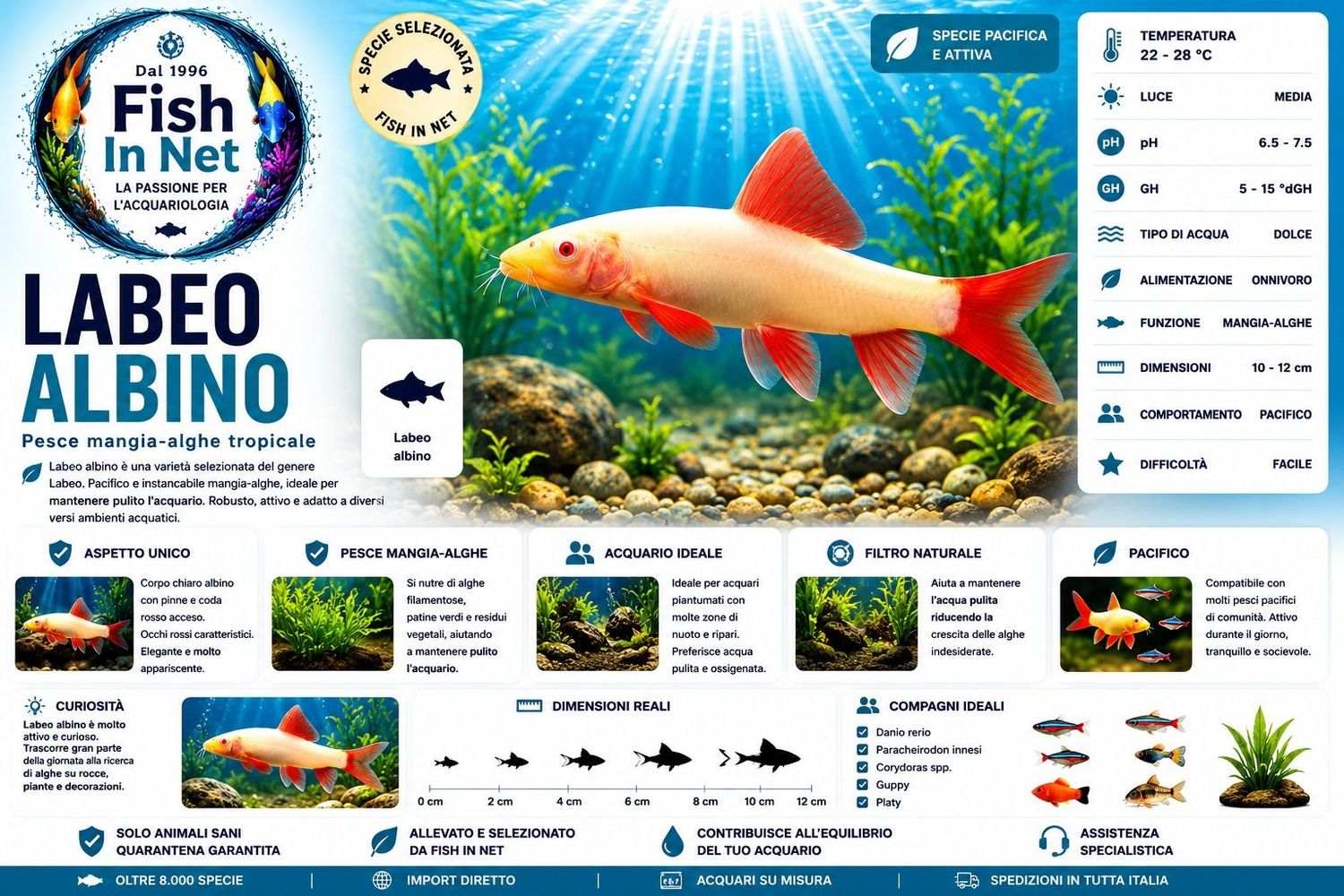 LABEO ALBINO
