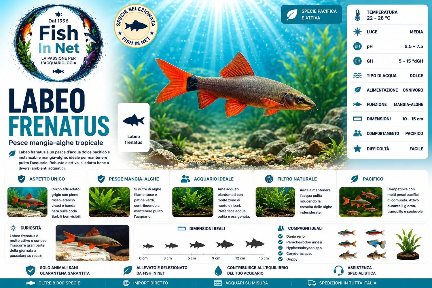 LABEO FRENATUS LABEO FRENATUS