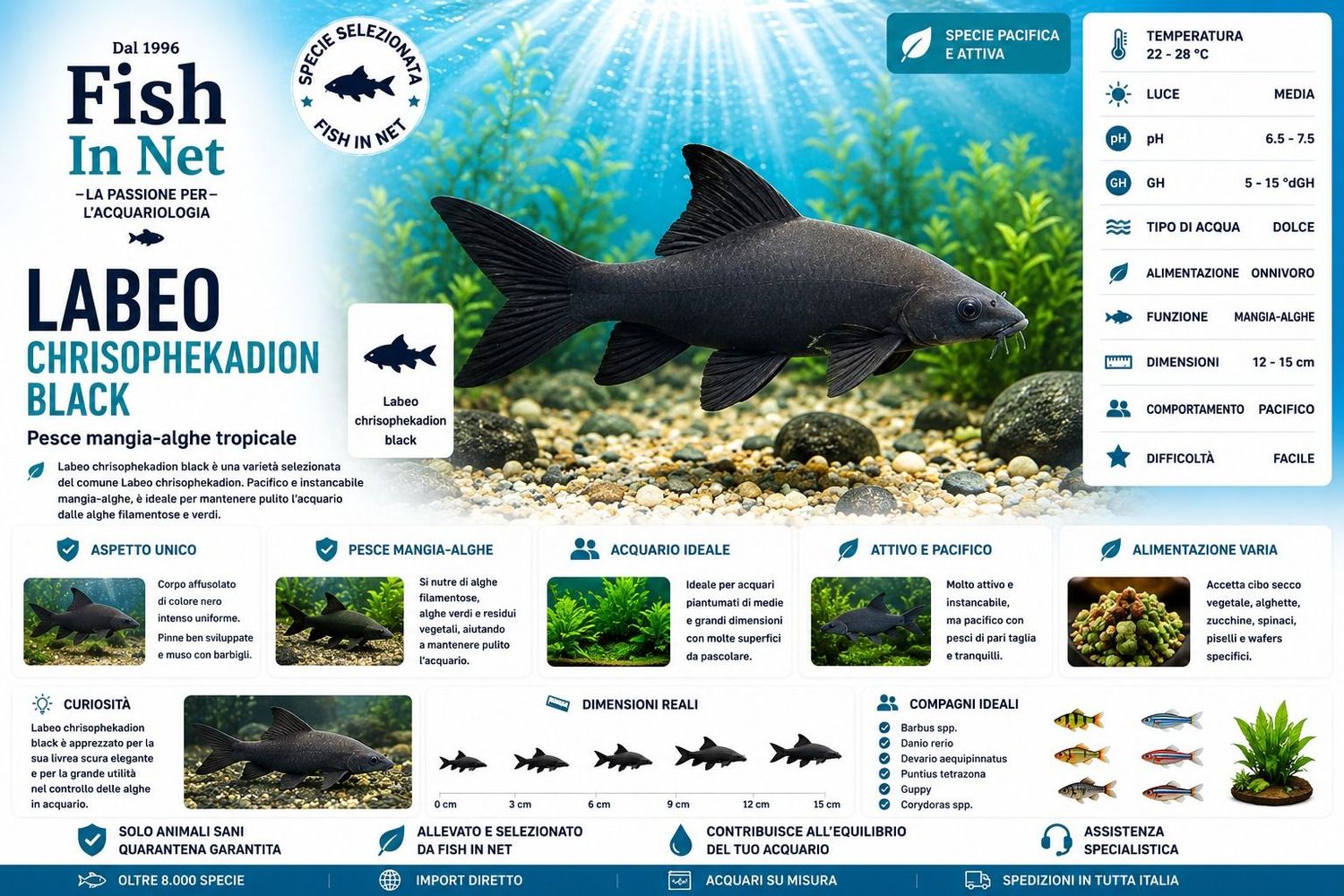 LABEO CHRISOPHEKADION BLACK