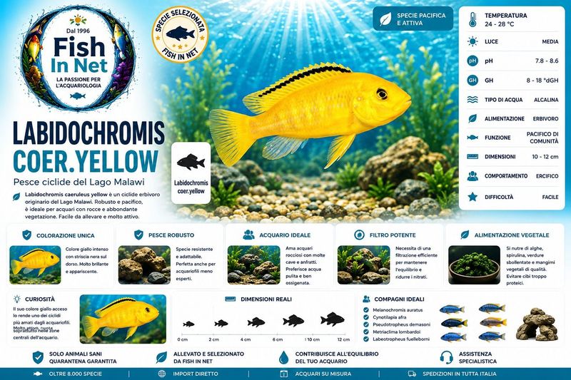 LABIDOCHROMIS COER.YELLOW