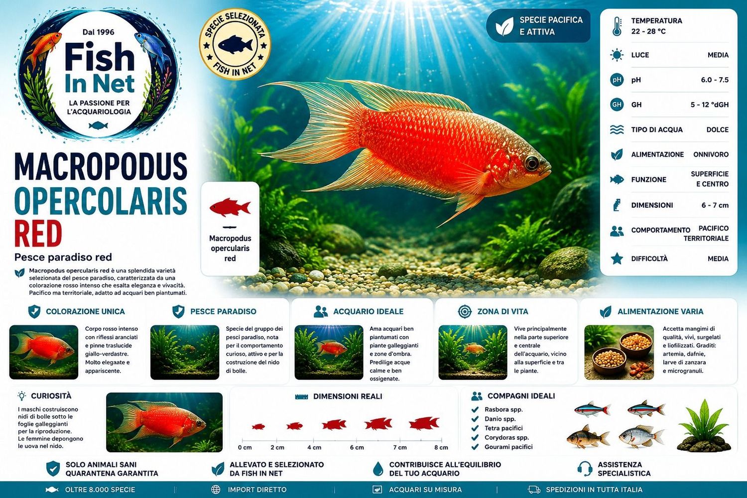 MACROPODUS OPERCOLARIS RED MACROPODUS OPERCOLARIS RED