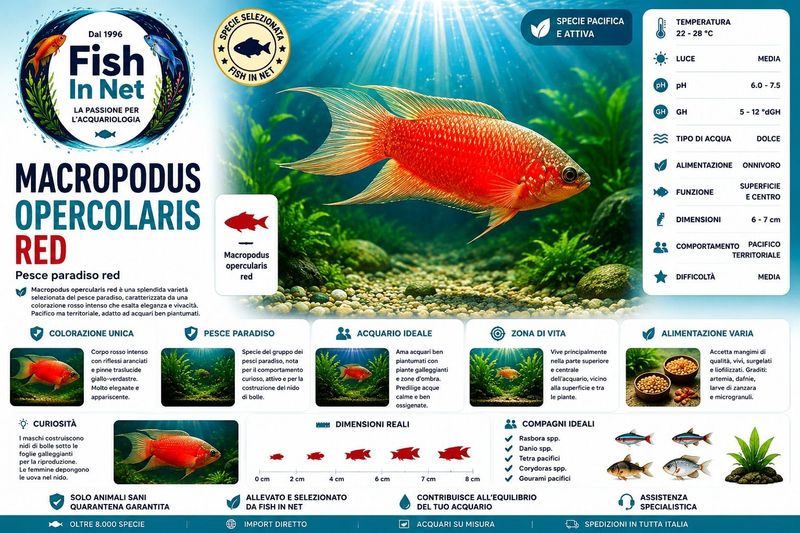 MACROPODUS OPERCOLARIS RED