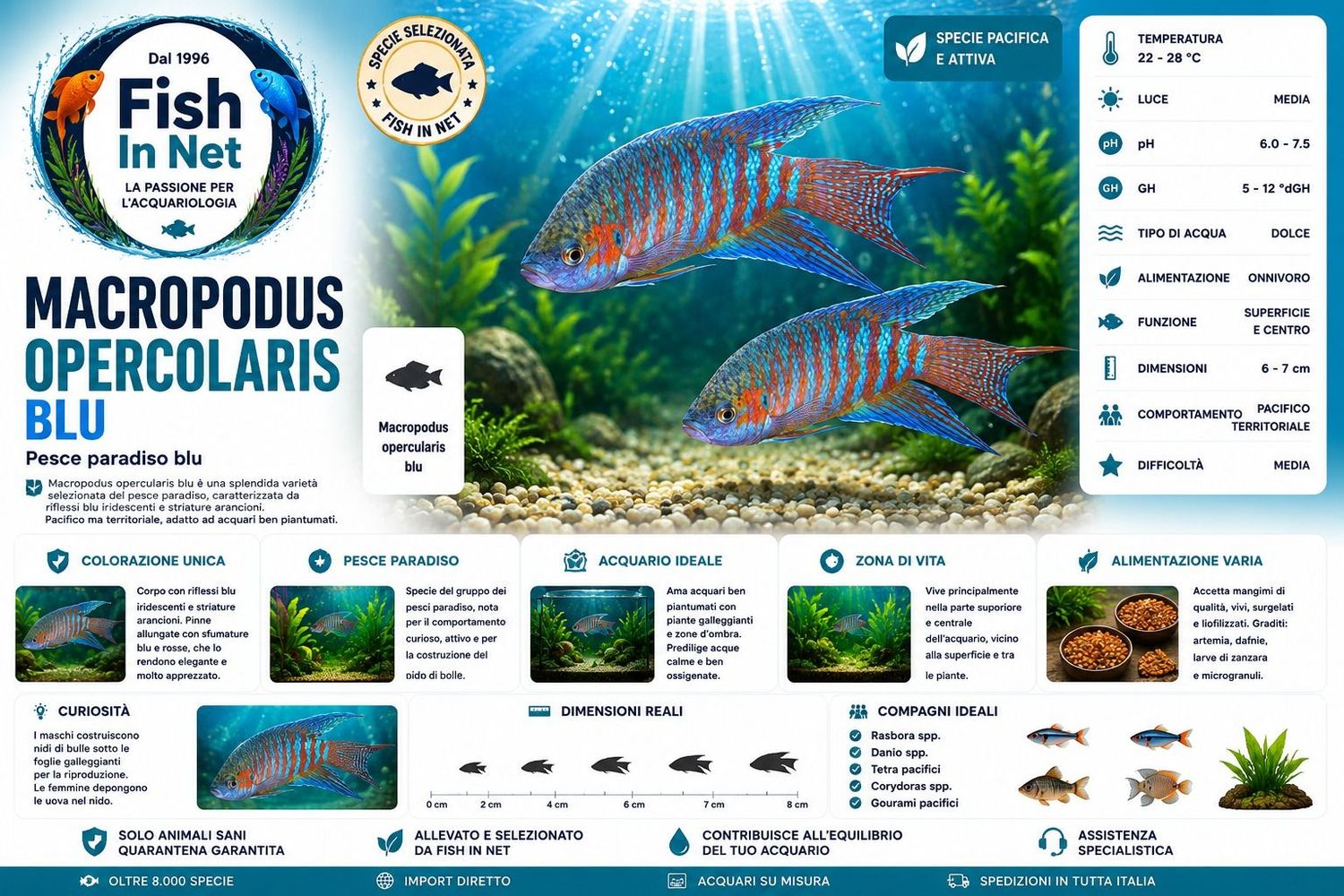 MACROPODUS OPERCOLARIS BLU MACROPODUS OPERCOLARIS BLU