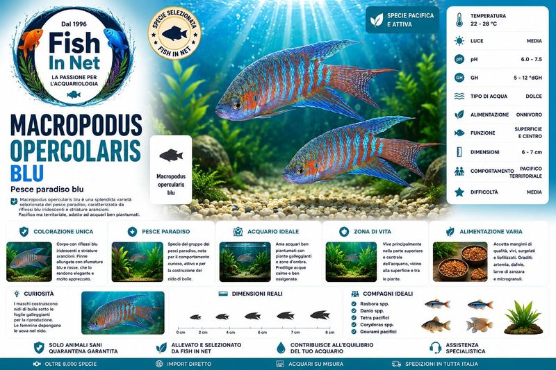 MACROPODUS OPERCOLARIS  BLU