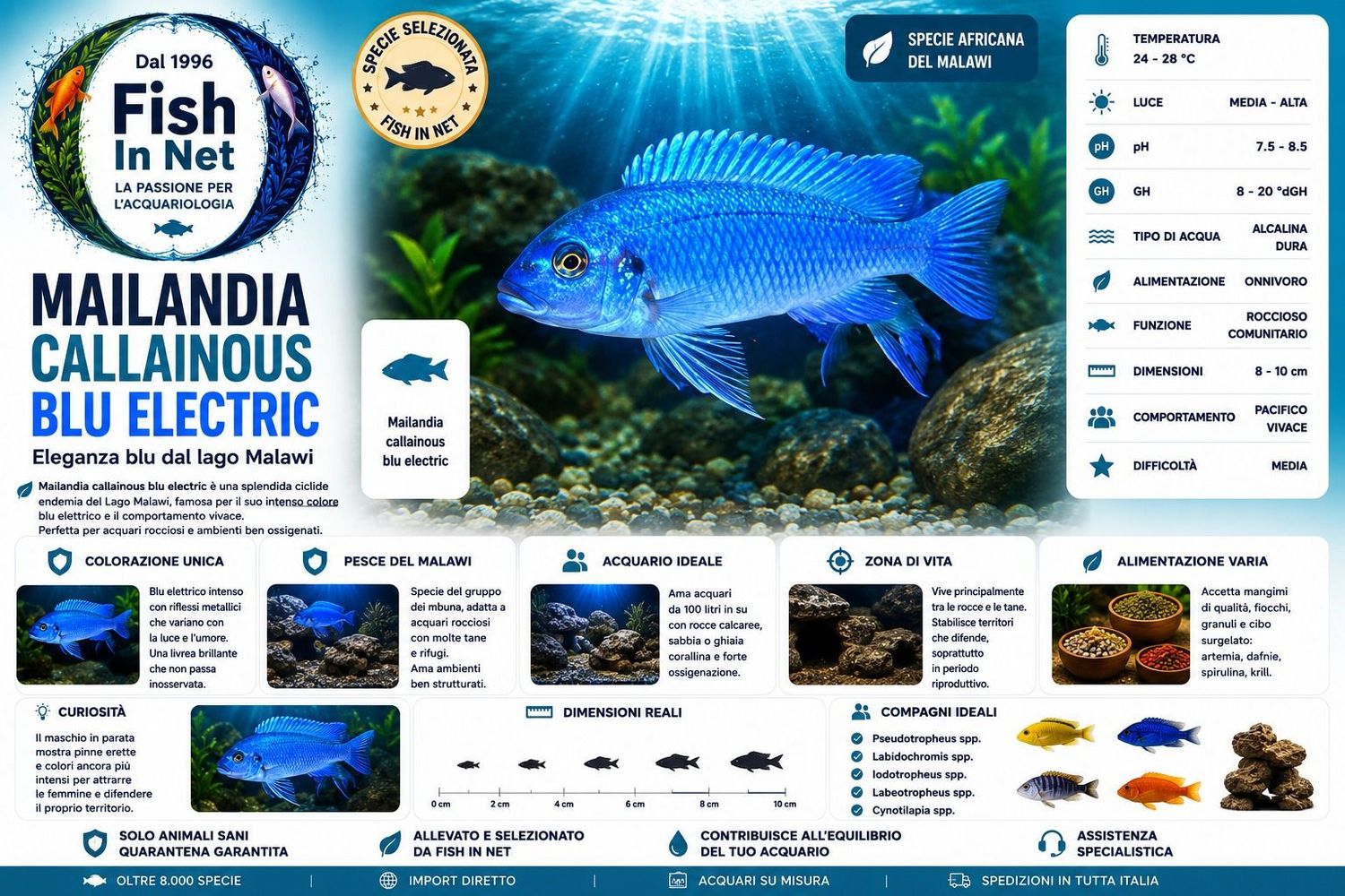 MAILANDIA CALLAINOUS BLU ELECTRIC SM MAILANDIA CALLAINOUS BLU ELECTRIC SM