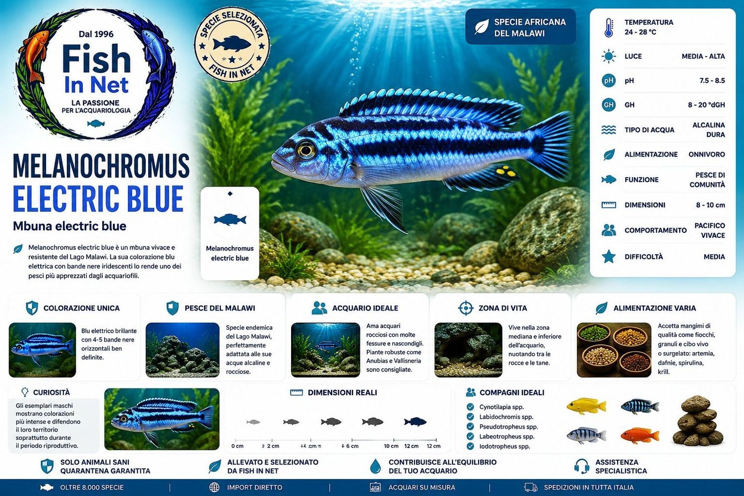 MELANOCHROMUS ELECTRIC BLUE MELANOCHROMUS ELECTRIC BLUE